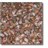 Nm Pinon Nut Co Lowest Prices And Best Quality